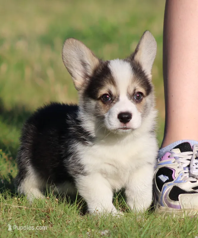 Bear (Blue Collar Male) – Pembroke Welsh Corgi puppy for sale in Mulberry, KS