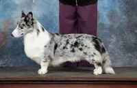 Birdie, a female Cardigan Welsh Corgi for sale in Mulberry, KS – 2 of 8