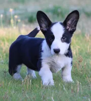 Marigold, a female Cardigan Welsh Corgi for sale in Mulberry, KS – 9 of 9