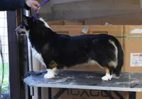 Birdie, a female Cardigan Welsh Corgi for sale in Mulberry, KS – 7 of 8