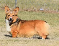 Biscuit (Nutmeg's Green Male) , a male Pembroke Welsh Corgi for sale in Mulberry, KS – 6 of 10