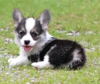 Bear (Blue Collar Male), a male Pembroke Welsh Corgi for sale in Mulberry, KS – 6 of 7