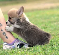 Kevin (Rain's Tan Collar Male), a male Pembroke Welsh Corgi for sale in Mulberry, KS – 3 of 10