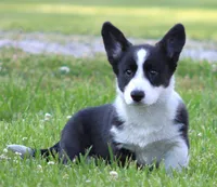Riddle, a male Cardigan Welsh Corgi for sale in Mulberry, KS – 3 of 4