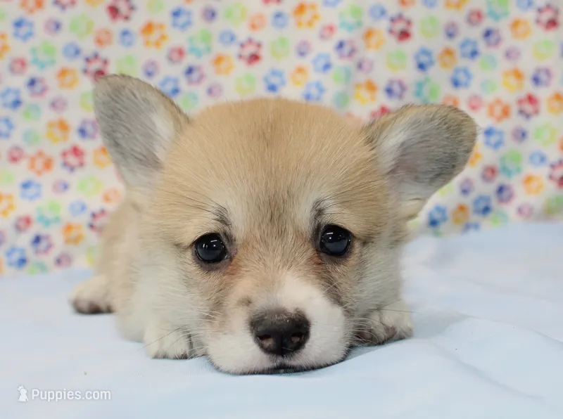 Blanche (Stella's Purple F) – Pembroke Welsh Corgi puppy for sale in Mulberry, KS