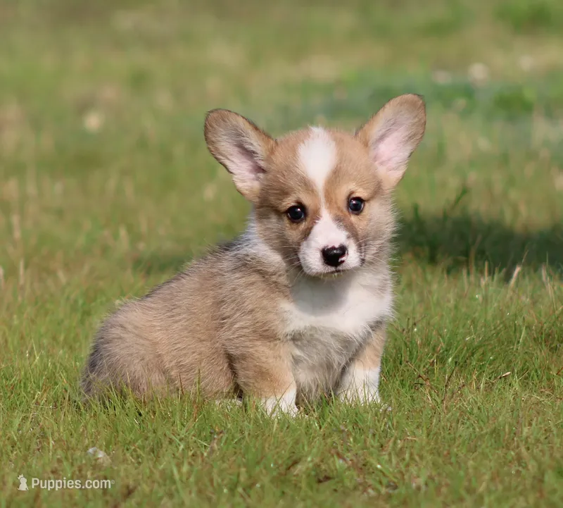 Crouton (Nutmeg's Black Collar Male) – Pembroke Welsh Corgi puppy for sale in Mulberry, KS