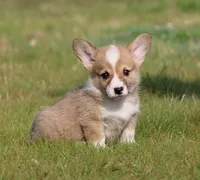Crouton (Nutmeg's Black Collar Male), a male Pembroke Welsh Corgi for sale in Mulberry, KS – 1 of 9