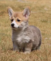 Kevin (Rain's Tan Collar Male), a male Pembroke Welsh Corgi for sale in Mulberry, KS – 2 of 10