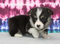 Becki  (Rain's Pink Collar Female), a female Pembroke Welsh Corgi for sale in Mulberry, KS – 2 of 7