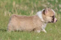 Biscuit (Nutmeg's Green Male) , a male Pembroke Welsh Corgi for sale in Mulberry, KS – 10 of 10