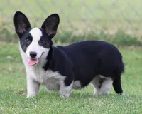 Marigold, a female Cardigan Welsh Corgi for sale in Mulberry, KS – 1 of 9
