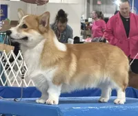 Becki  (Rain's Pink Collar Female), a female Pembroke Welsh Corgi for sale in Mulberry, KS – 6 of 7