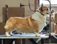 Biscuit (Nutmeg's Green Male) , a male Pembroke Welsh Corgi for sale in Mulberry, KS – 2 of 10