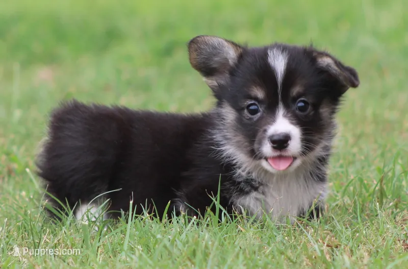 Brittani (Rain's Orange Collar Female) – Pembroke Welsh Corgi puppy for sale in Mulberry, KS