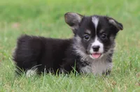 Brittani (Rain's Orange Collar Female), a female Pembroke Welsh Corgi for sale in Mulberry, KS – 3 of 10