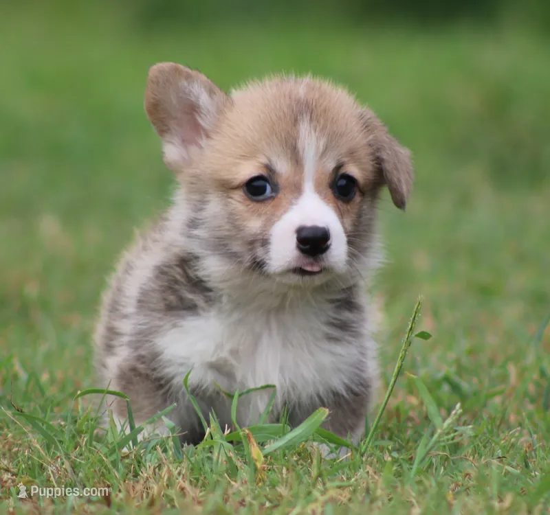 Dave (Rain's Black Collar Male) – Pembroke Welsh Corgi puppy for sale in Mulberry, KS