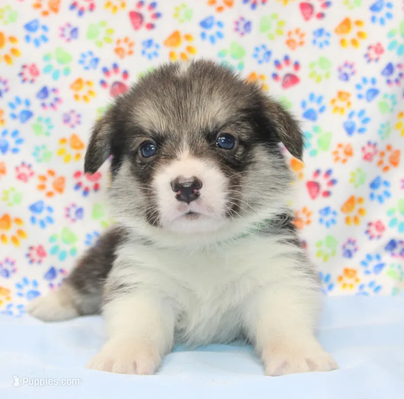 Graham Butter's Green M) – Pembroke Welsh Corgi puppy for sale in Mulberry, KS