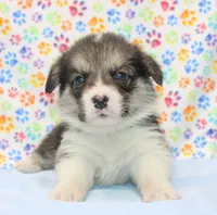 Graham Butter's Green M), a male Pembroke Welsh Corgi for sale in Mulberry, KS – 1 of 3