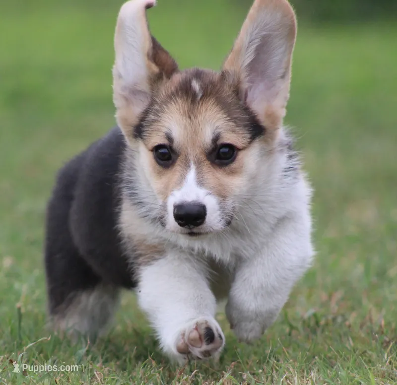 Graham Butter's Green M) – Pembroke Welsh Corgi puppy for sale in Mulberry, KS
