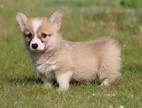 Biscuit (Nutmeg's Green Male) , a male Pembroke Welsh Corgi for sale in Mulberry, KS – 9 of 10