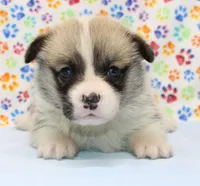 Yasmin (Butter's Yellow F), a female Pembroke Welsh Corgi for sale in Mulberry, KS – 1 of 5
