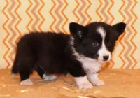 Aero , a male Cardigan Welsh Corgi for sale in Mulberry, KS – 3 of 10
