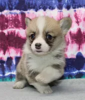 Kernel (Rain's Lime Collar Male), a male Pembroke Welsh Corgi for sale in Mulberry, KS – 7 of 8