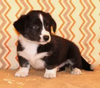 Buttons, a male Cardigan Welsh Corgi for sale in Mulberry, KS – 7 of 8
