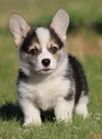 Bear (Blue Collar Male), a male Pembroke Welsh Corgi for sale in Mulberry, KS – 7 of 7