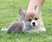 Kevin (Rain's Tan Collar Male), a male Pembroke Welsh Corgi for sale in Mulberry, KS – 2 of 10