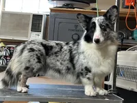 Buddy, a male Cardigan Welsh Corgi for sale in Mulberry, KS – 7 of 9
