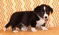 Buttons, a male Cardigan Welsh Corgi for sale in Mulberry, KS – 6 of 8
