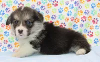 Graham Butter's Green M), a male Pembroke Welsh Corgi for sale in Mulberry, KS – 3 of 3