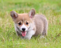 Brady (Stella's Blue Male), a male Pembroke Welsh Corgi for sale in Mulberry, KS – 7 of 9