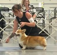 Dave (Rain's Black Collar Male), a male Pembroke Welsh Corgi for sale in Mulberry, KS – 8 of 8