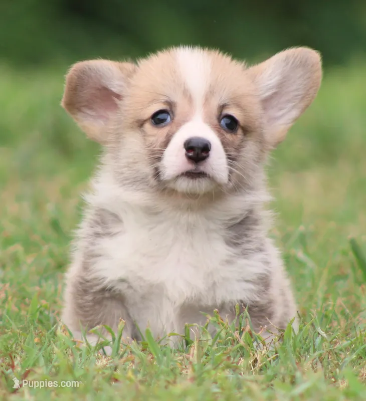 Kernel (Rain's Lime Collar Male) – Pembroke Welsh Corgi puppy for sale in Mulberry, KS