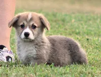 Brad (Rain's Brown Collar Male), a male Pembroke Welsh Corgi for sale in Mulberry, KS – 2 of 10