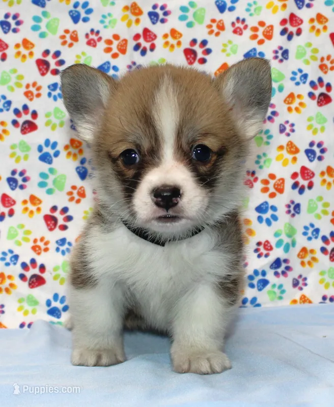 Bolt (Stella's Black Male) – Pembroke Welsh Corgi puppy for sale in Mulberry, KS