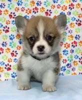 Bolt (Stella's Black Male), a male Pembroke Welsh Corgi for sale in Mulberry, KS – 1 of 2