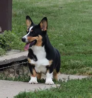 Stevie , a female Cardigan Welsh Corgi for sale in Mulberry, KS – 4 of 4