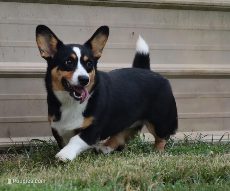 Stevie  – Cardigan Welsh Corgi puppy for sale in Mulberry, KS