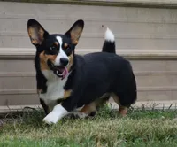 Stevie , a female Cardigan Welsh Corgi for sale in Mulberry, KS – 1 of 4