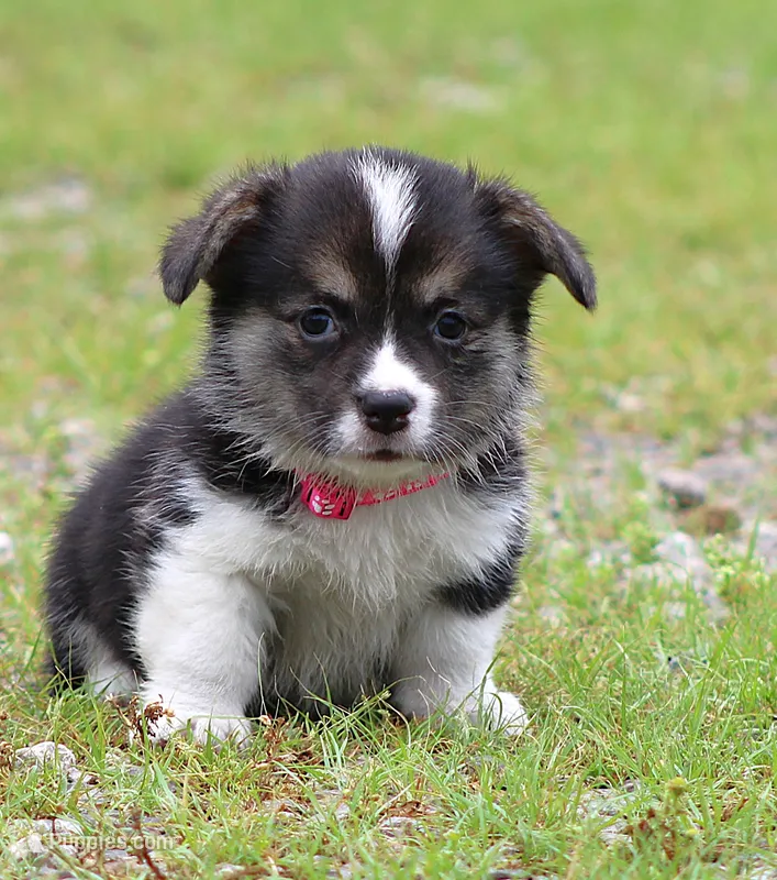 Princess (Butter's Pink F) – Pembroke Welsh Corgi puppy for sale in Mulberry, KS