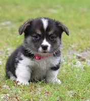 Princess (Butter's Pink F), a female Pembroke Welsh Corgi for sale in Mulberry, KS – 2 of 8