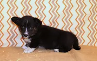 Birdie, a female Cardigan Welsh Corgi for sale in Mulberry, KS – 4 of 8