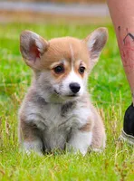 Brady (Stella's Blue Male), a male Pembroke Welsh Corgi for sale in Mulberry, KS – 9 of 9