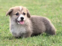 Brad (Rain's Brown Collar Male), a male Pembroke Welsh Corgi for sale in Mulberry, KS – 2 of 10