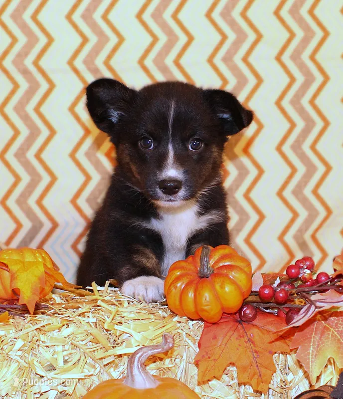 Birdie – Cardigan Welsh Corgi puppy for sale in Mulberry, KS