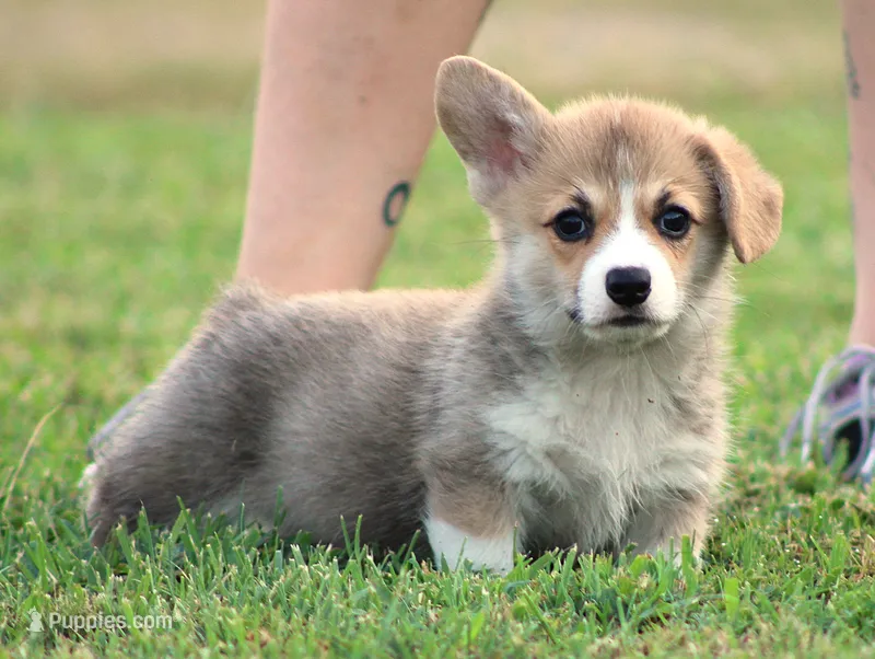 Dave (Rain's Black Collar Male) – Pembroke Welsh Corgi puppy for sale in Mulberry, KS
