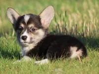 Princess (Butter's Pink F), a female Pembroke Welsh Corgi for sale in Mulberry, KS – 8 of 8
